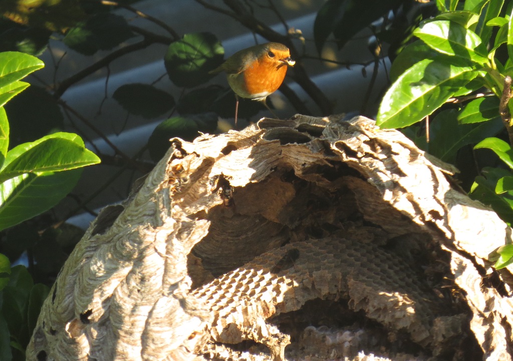 nid frelon asiatique fusil