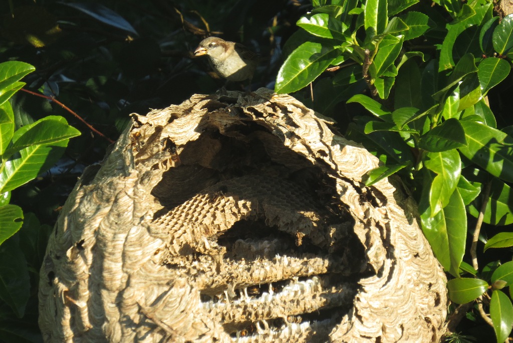 moineau frelon asiatique