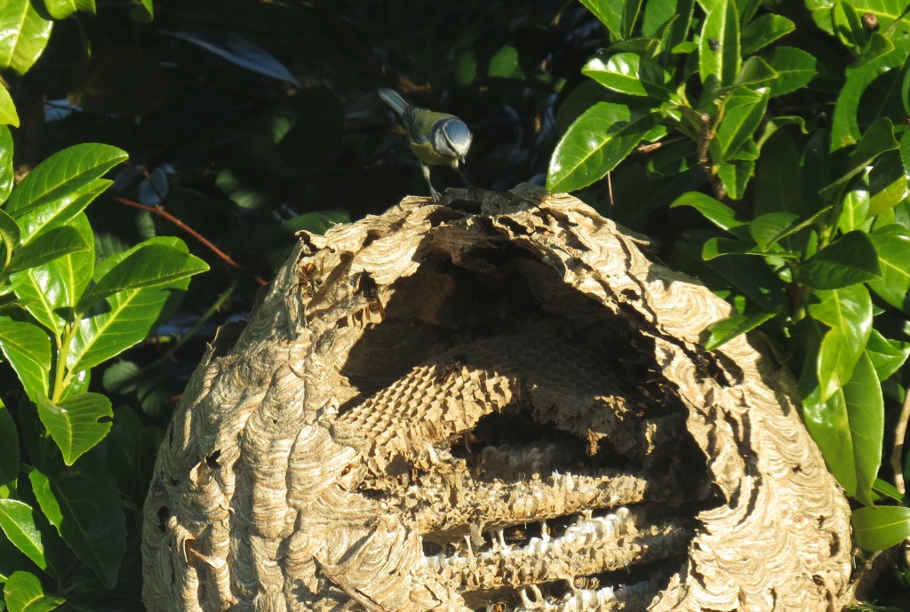 nid frelon asiatique