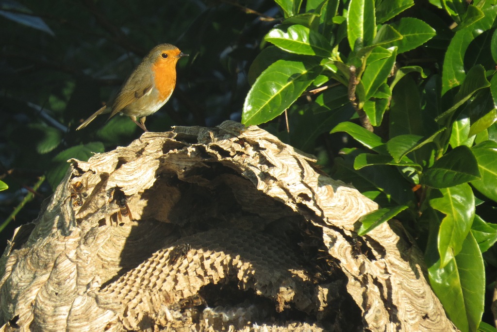 rouge-gorge nid de frelon asiatique