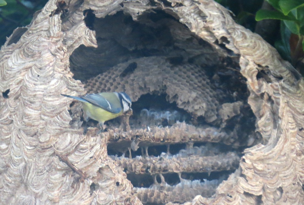 nid frelon asiatique mesange