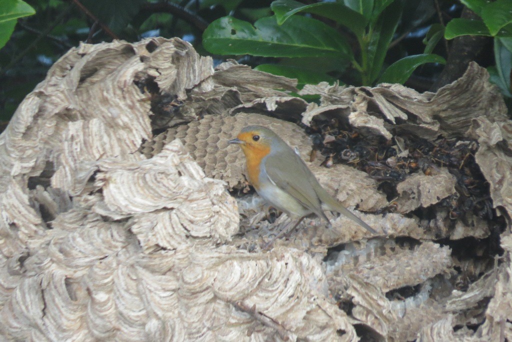 nid frelon asiatique bio