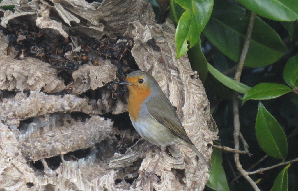 rouge gorge frelon asiatique