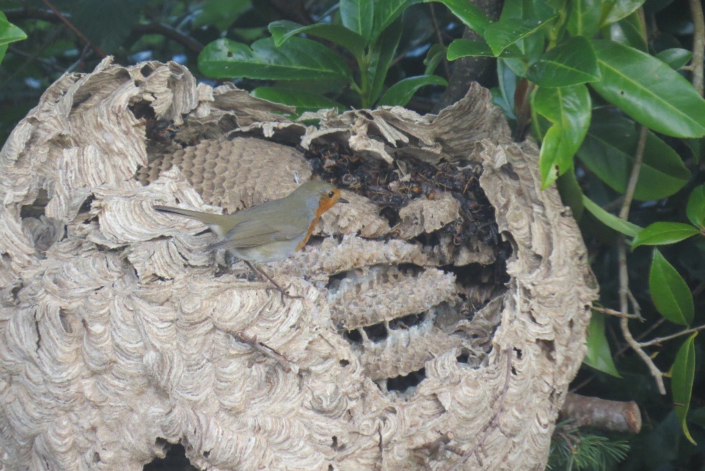 frelon asiatique oiseau