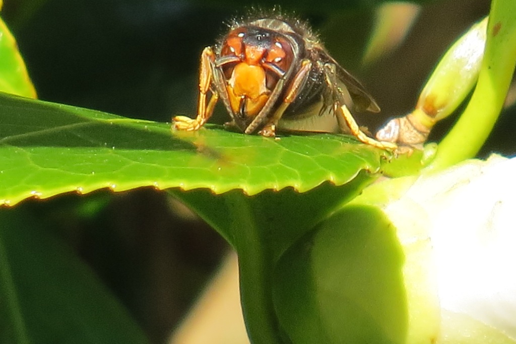 frelon asiatique piqure