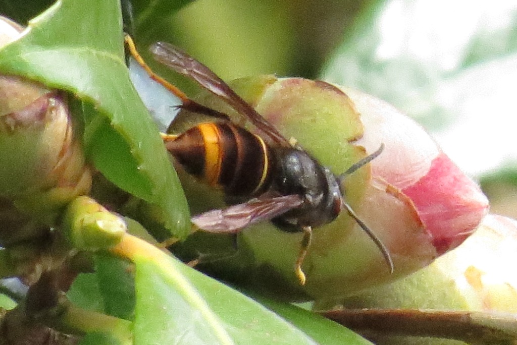 fondatrice frelon asiatique sur un bourgeon de cam�lia