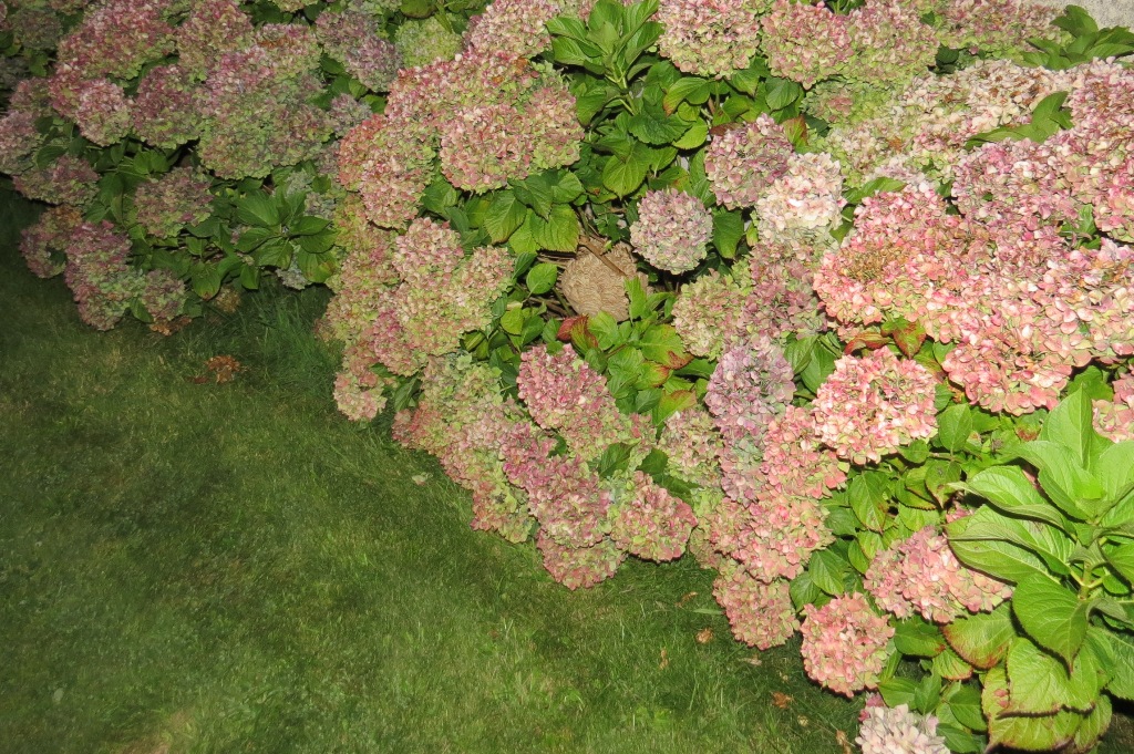 frelon asiatique hortensia