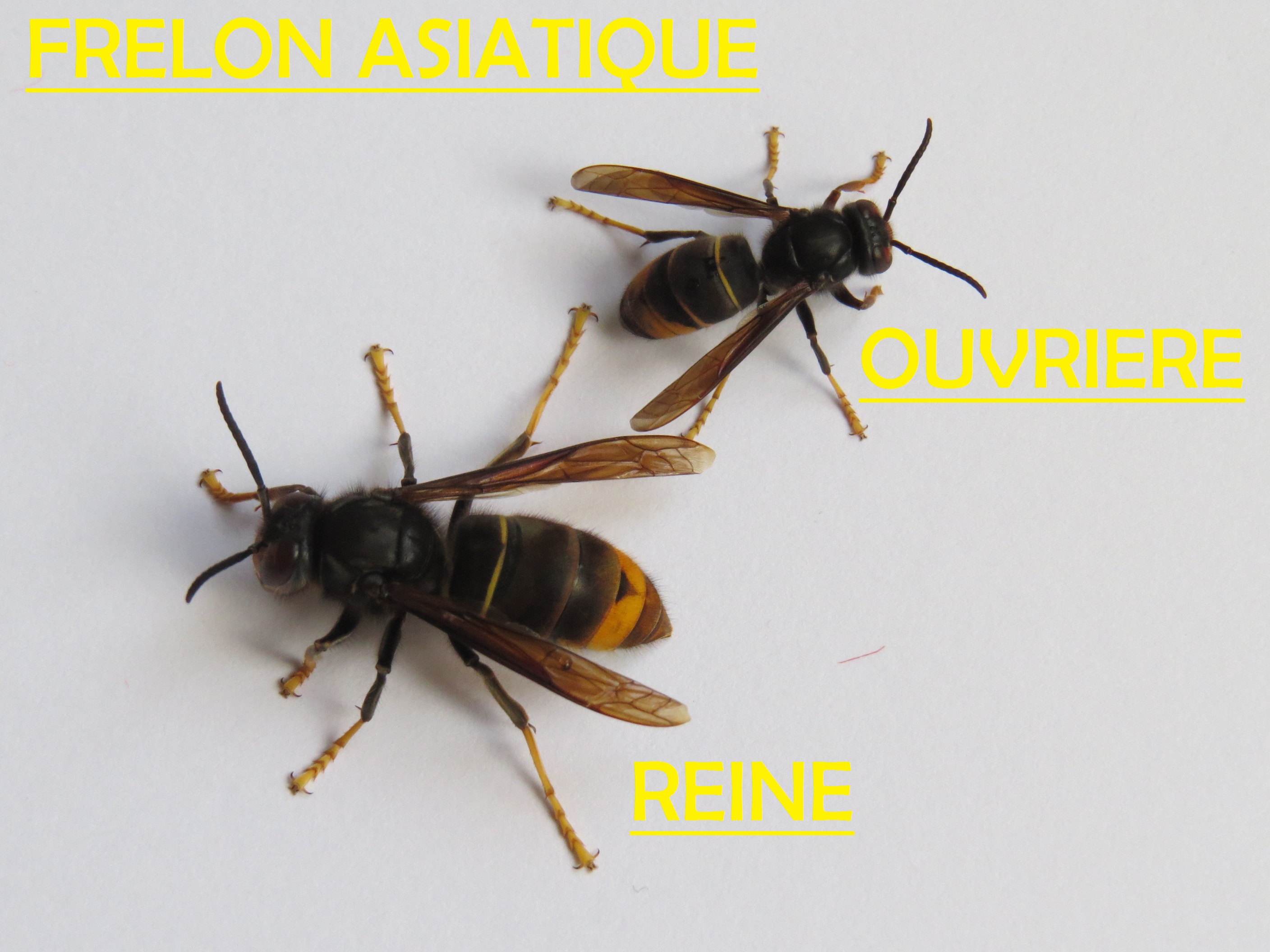frelon asiatique belgique