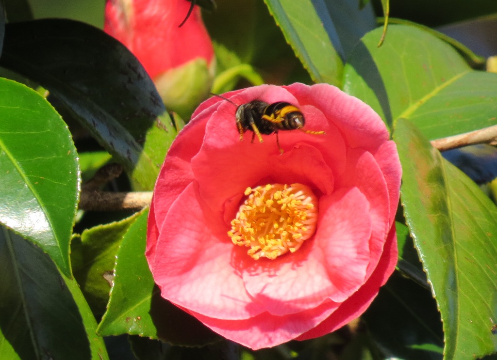 frelon asiatique jardin des plantes