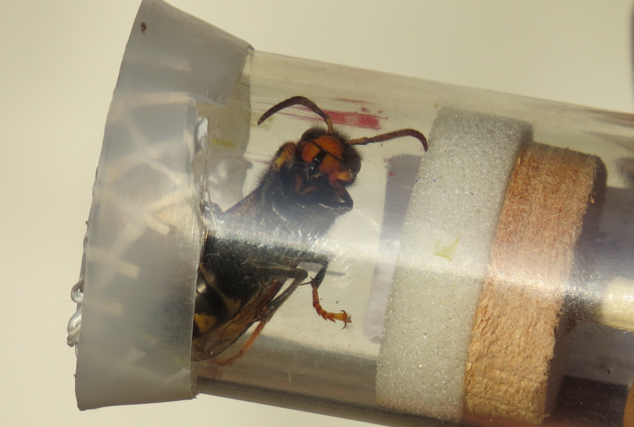 marquage reine frelon asiatique