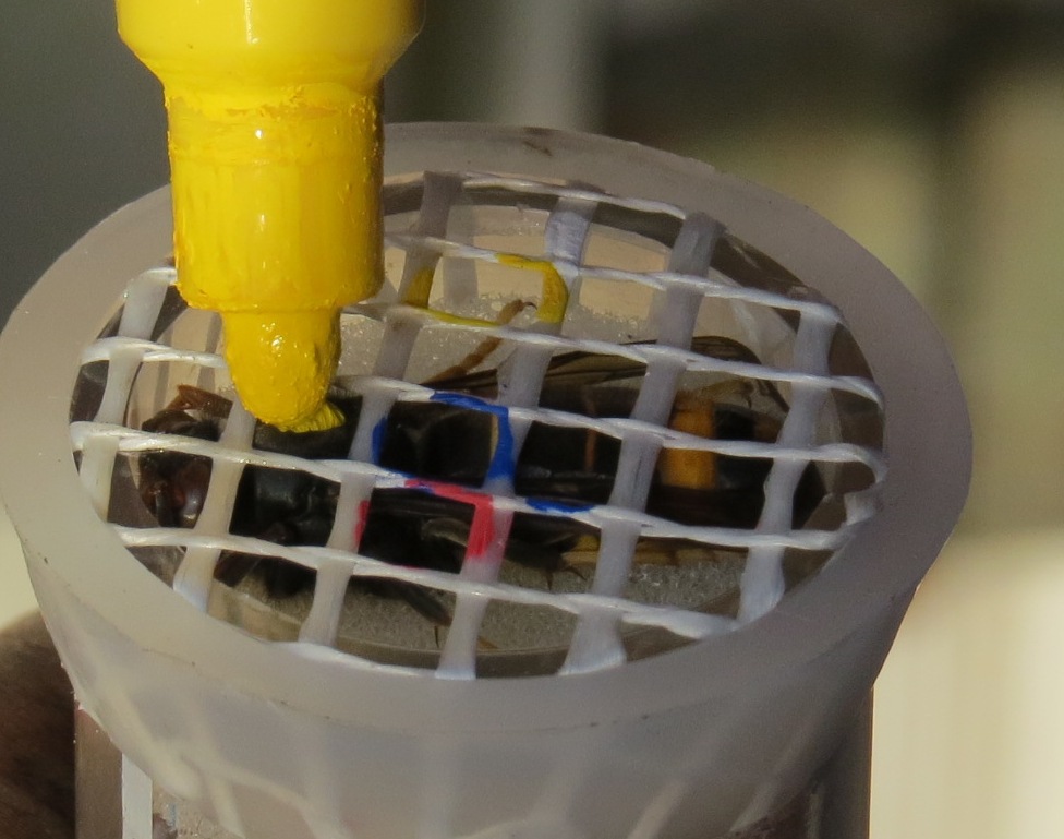 frelon asiatique marquer reine