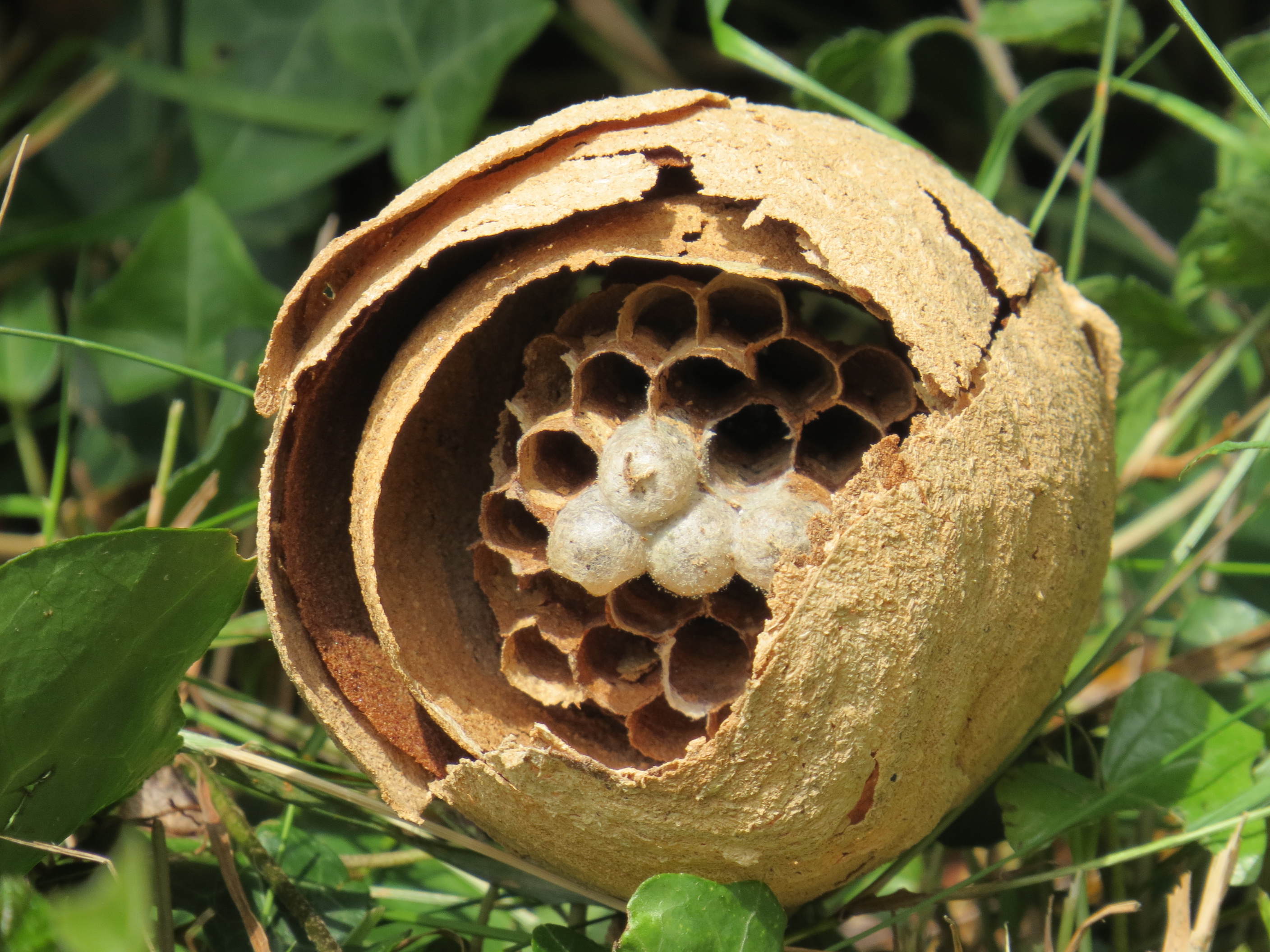 nid frelon asiatique