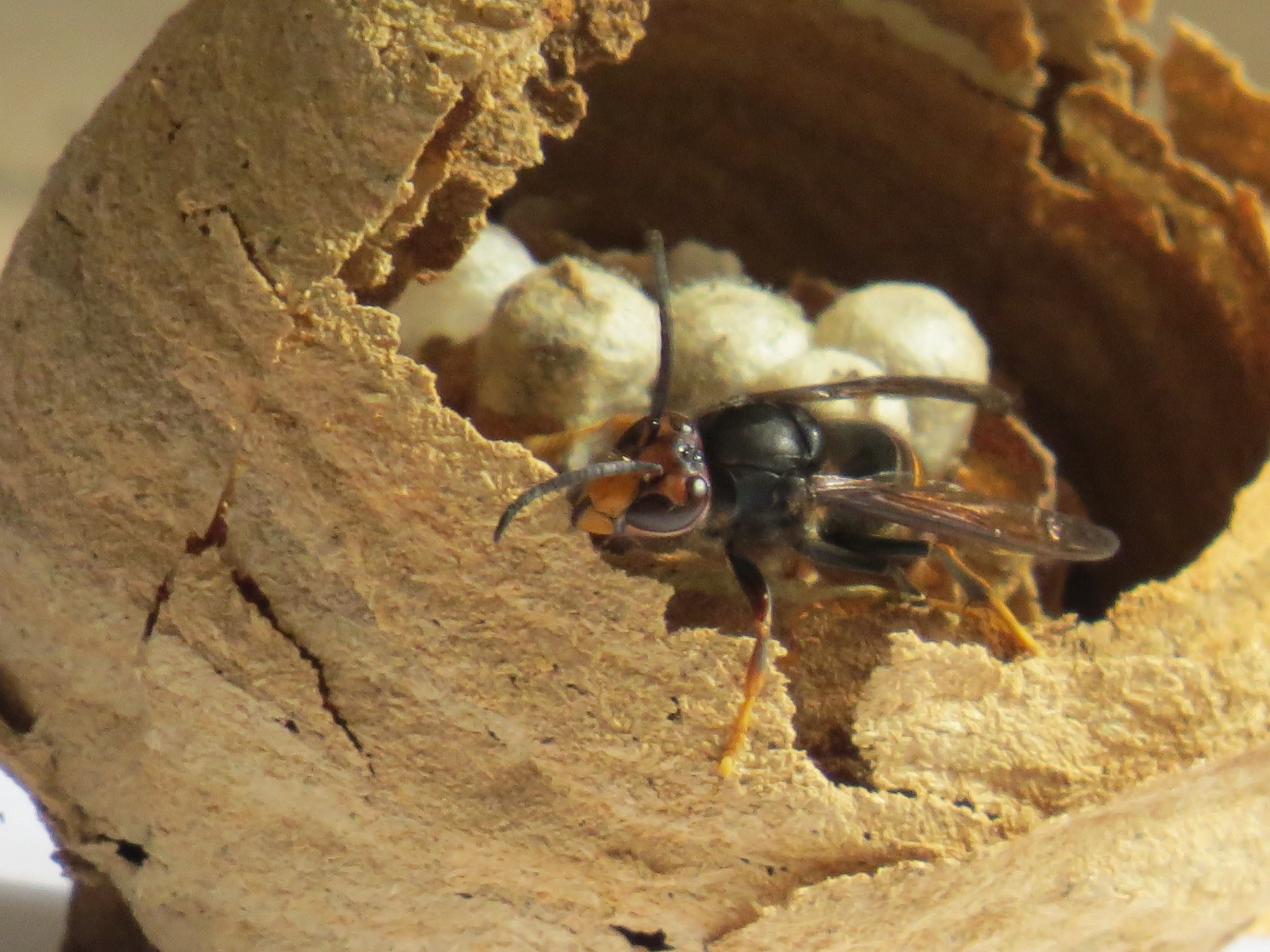 Frelon asiatique male sur nid primaire
