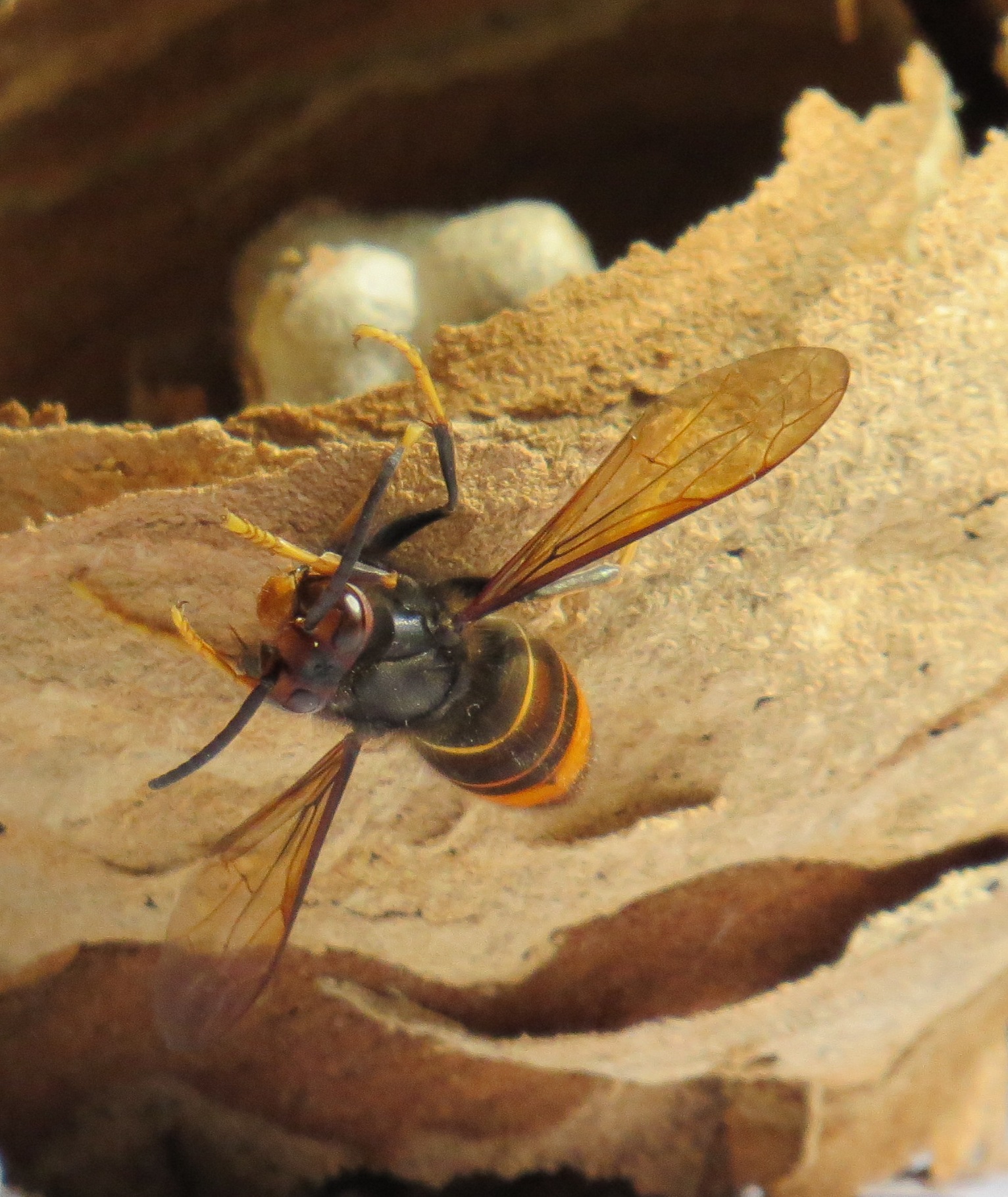 male frelon asiatique