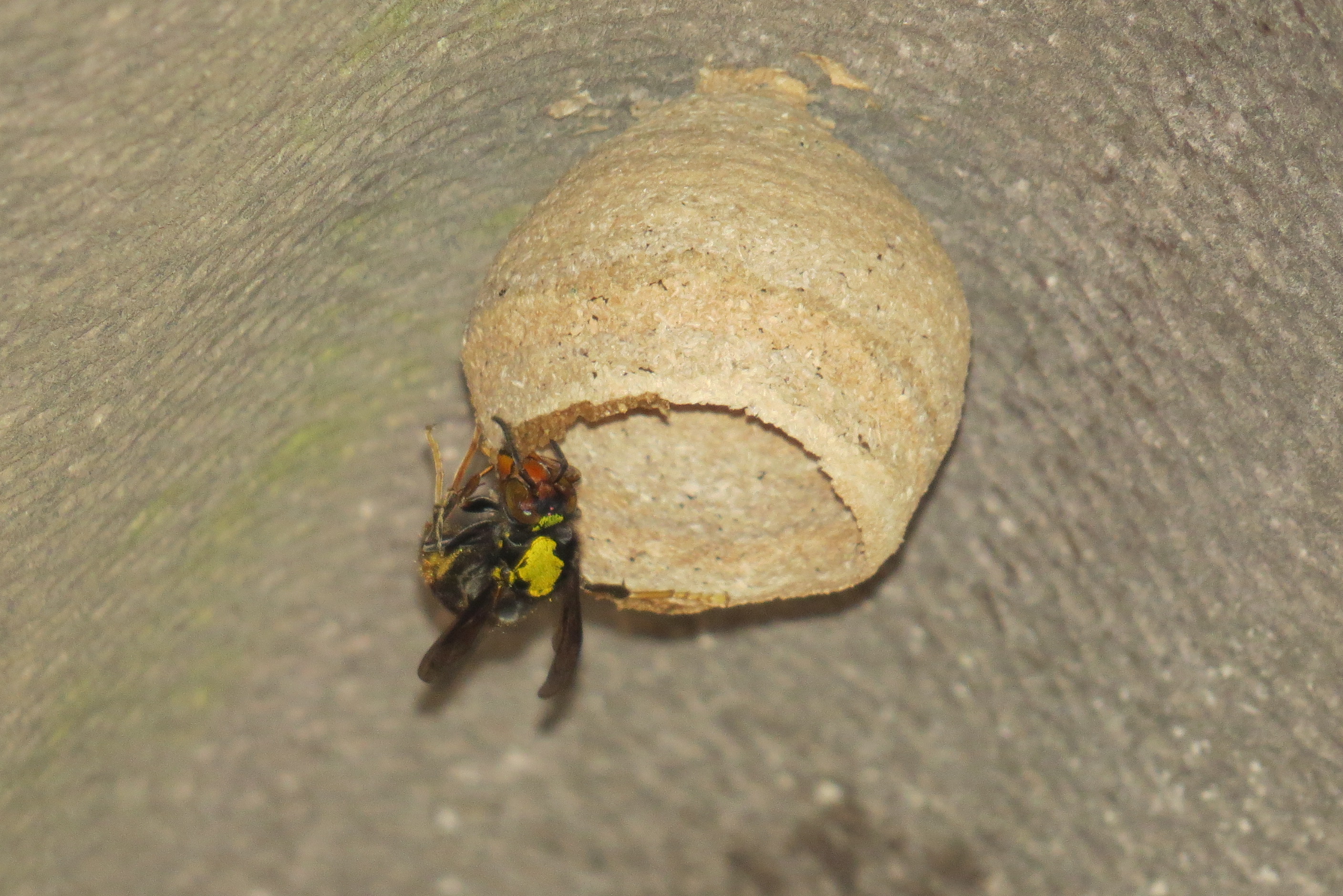 frelon asiatique piege