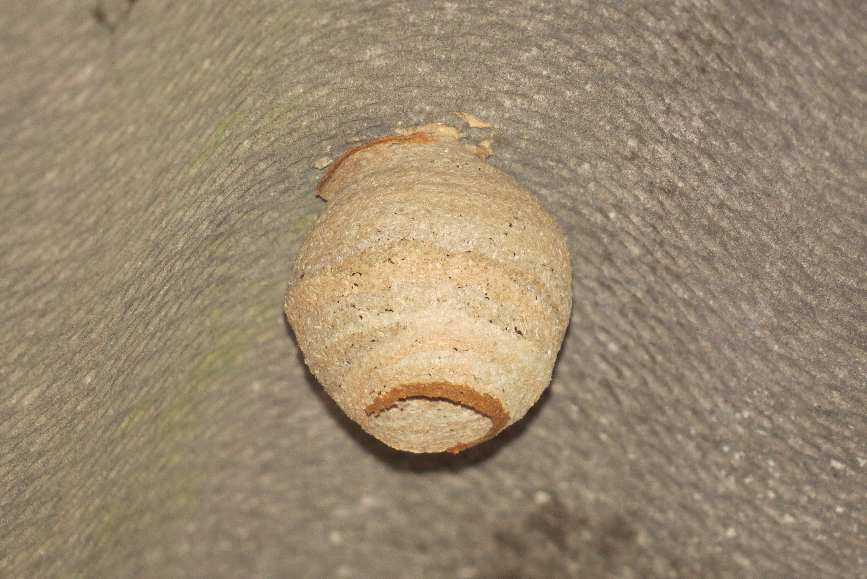 frelon asiatique nid primaire jour 7