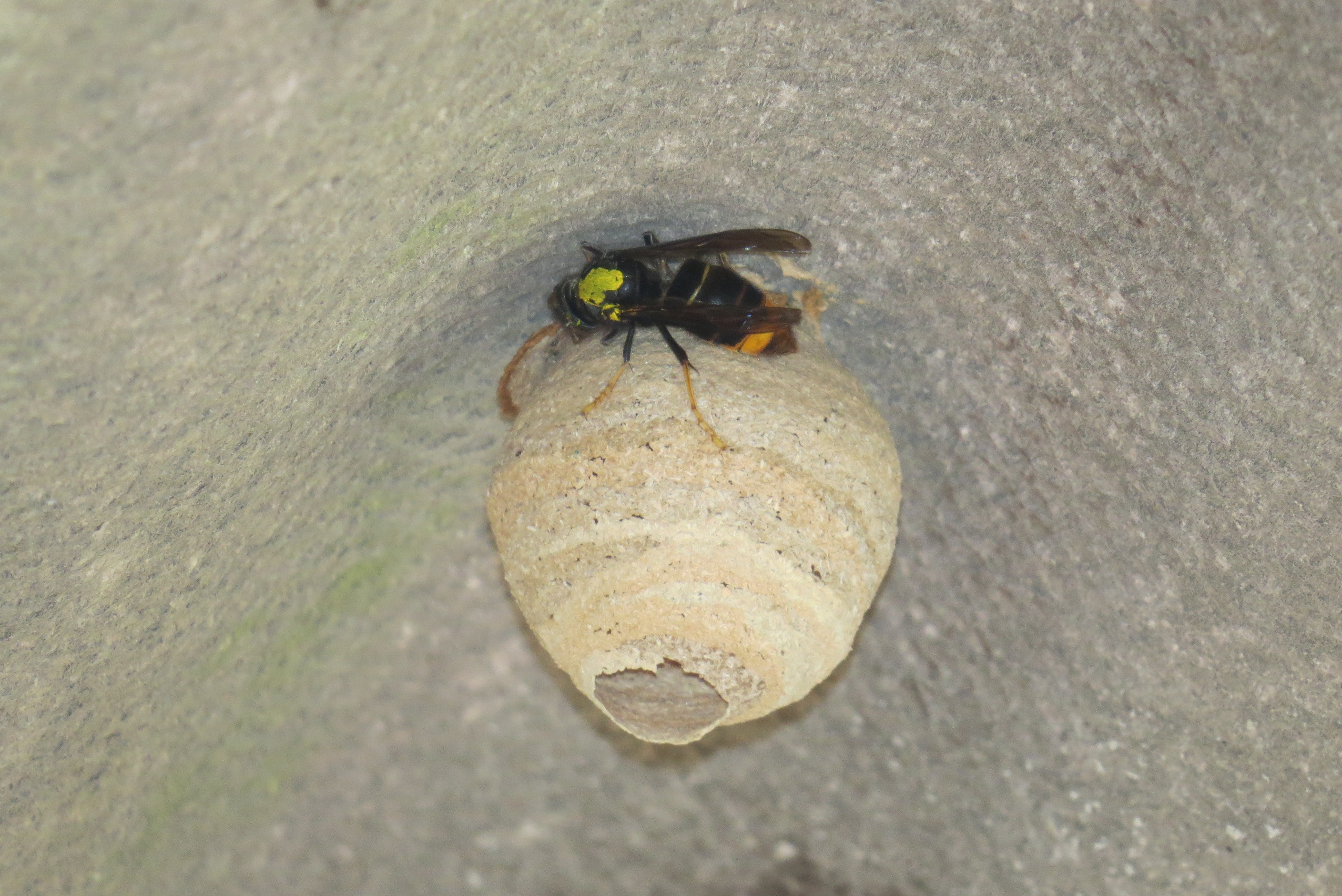 nid frelon asiatique Paris