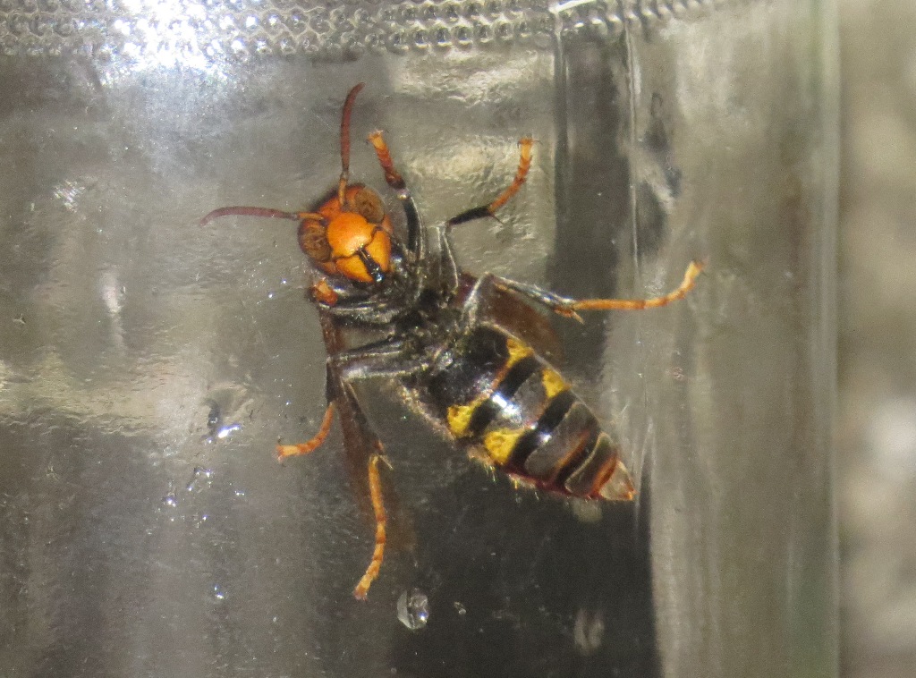 frelon asiatique capture bocal reine fondatrice yeux