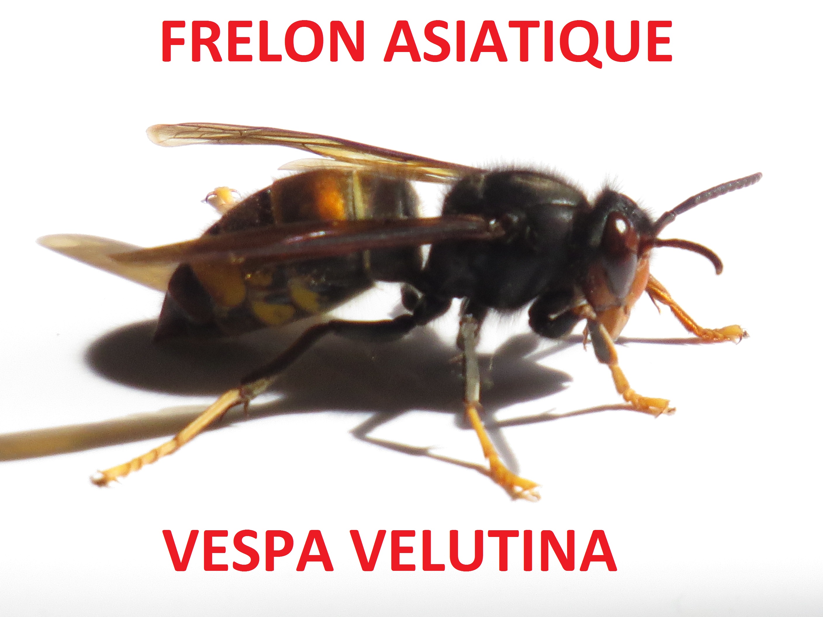 Frelon asiatique Paris