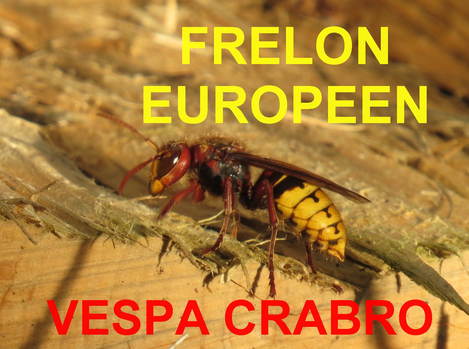 Vespa crabro, le frelon de Bretagne breton
