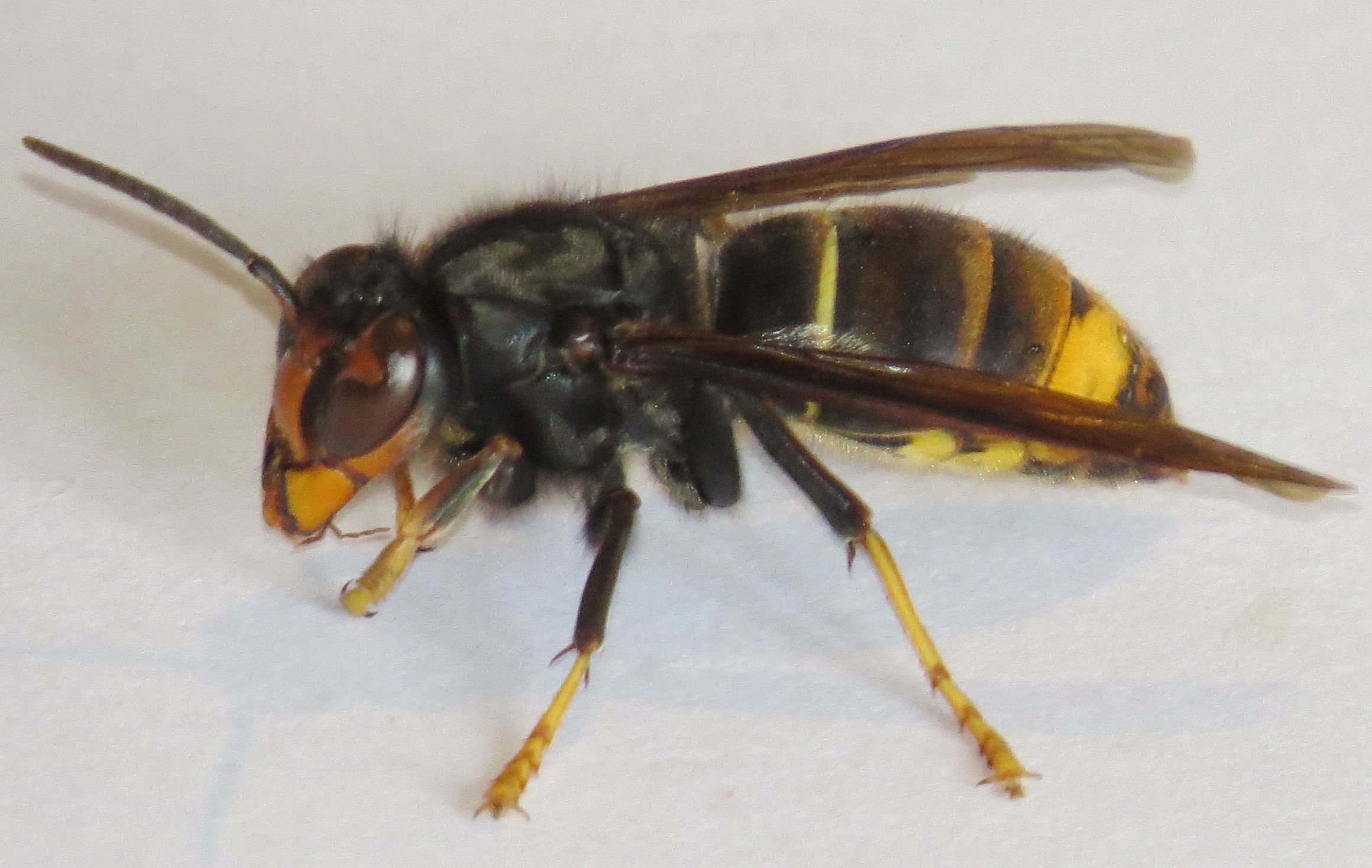 Frelon asiatique Paris