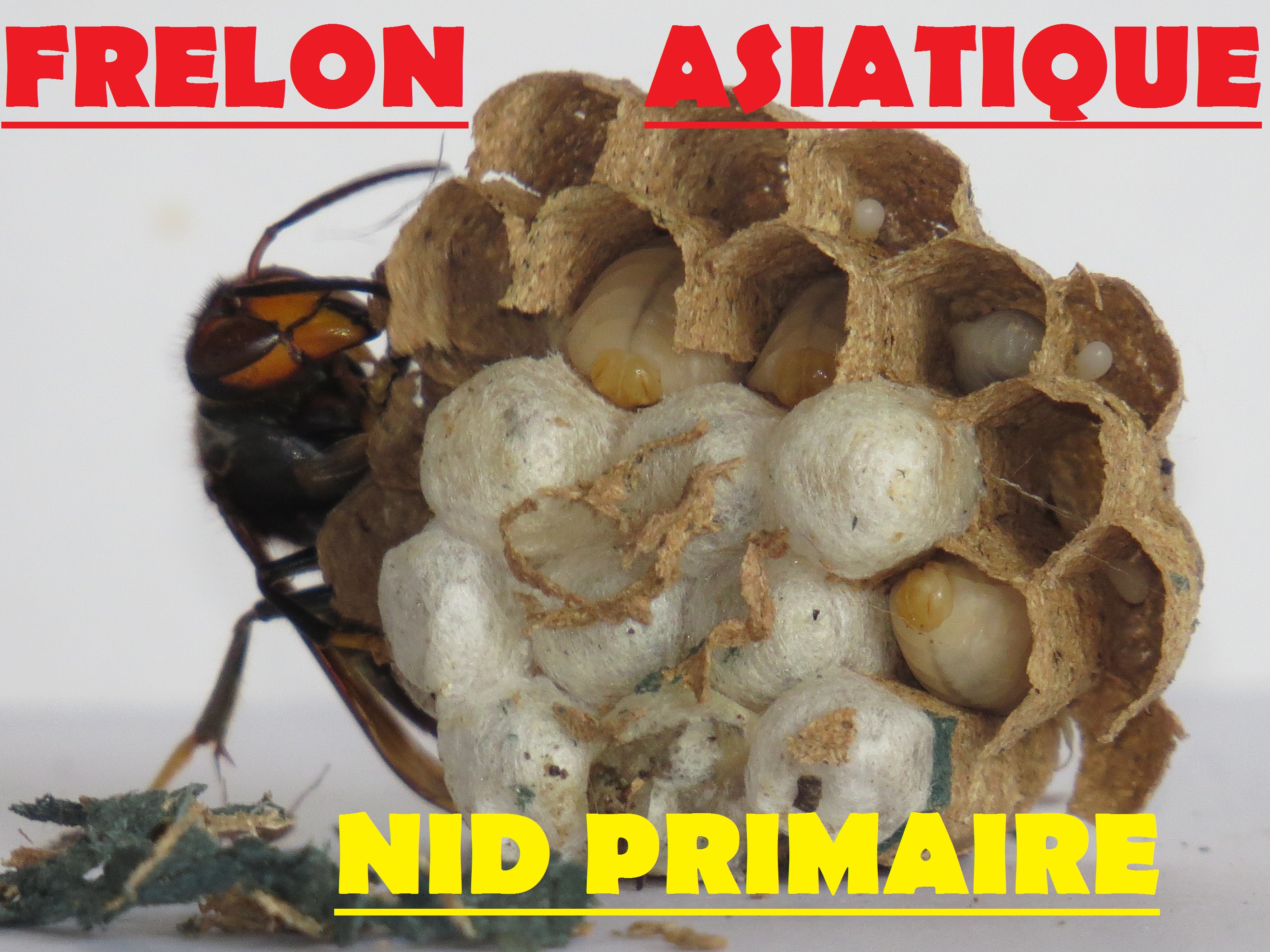 frelon asiatique Paris