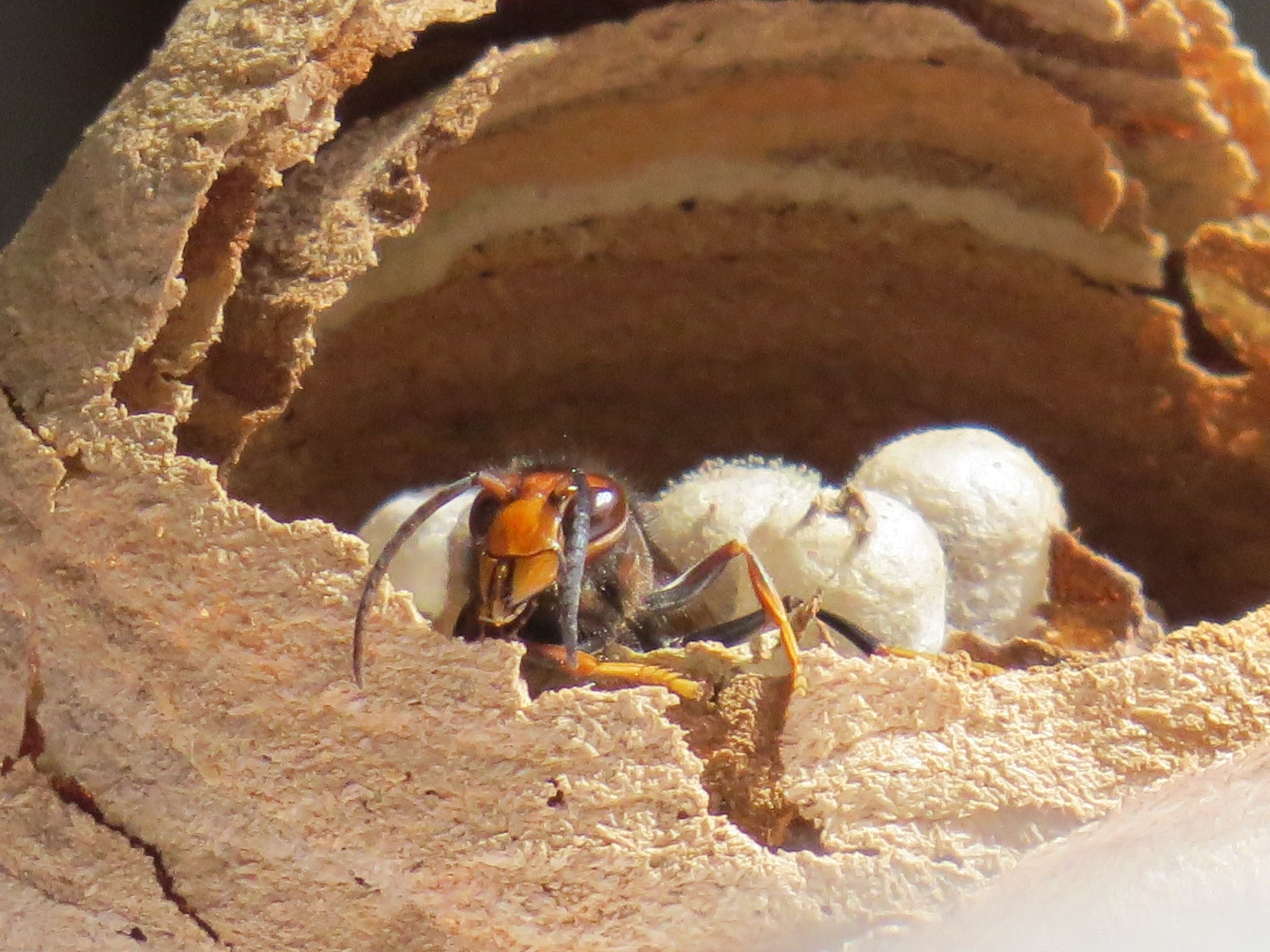 frelon asiatique m�le