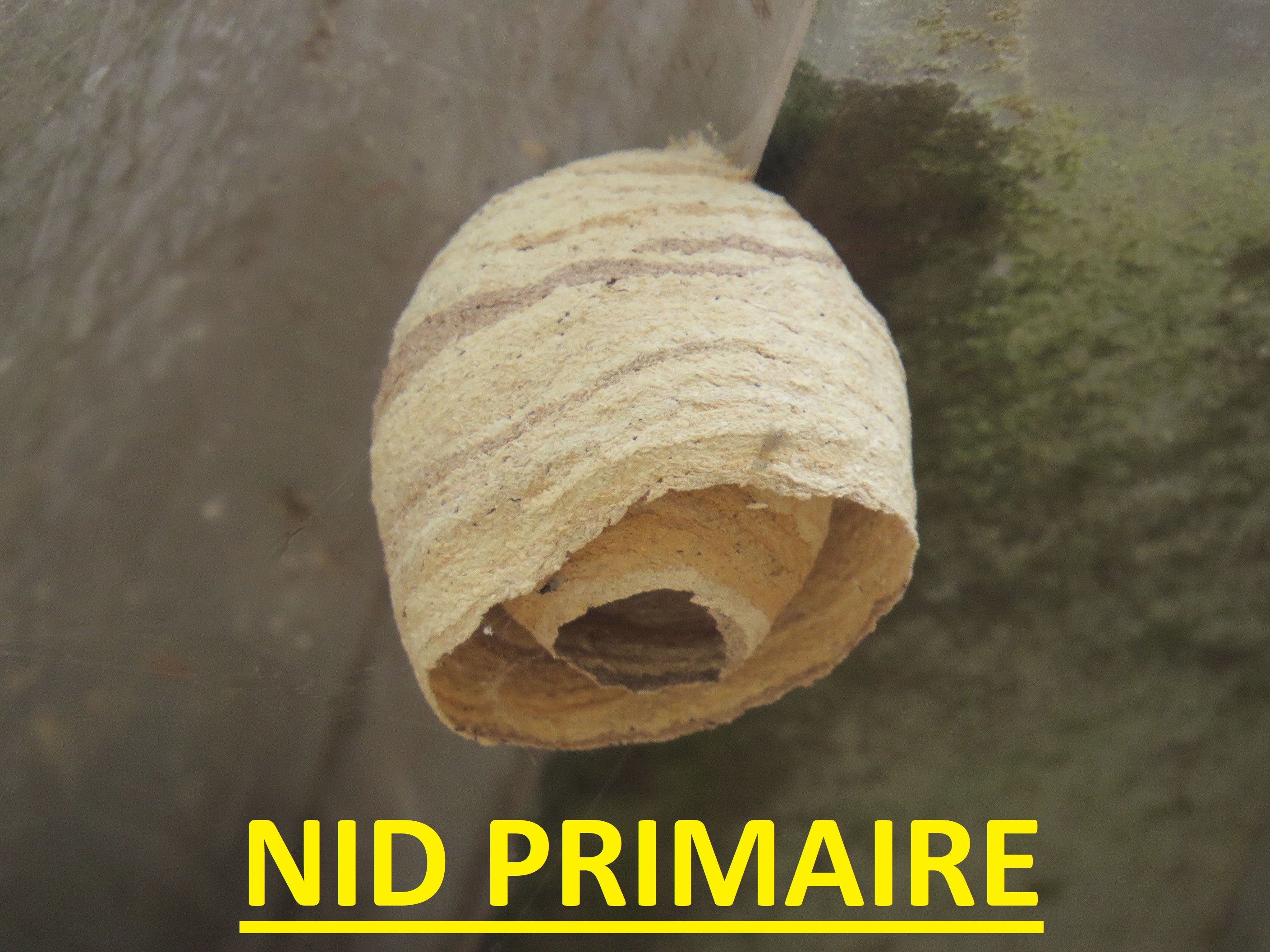 Nid frelon asiatique Paris