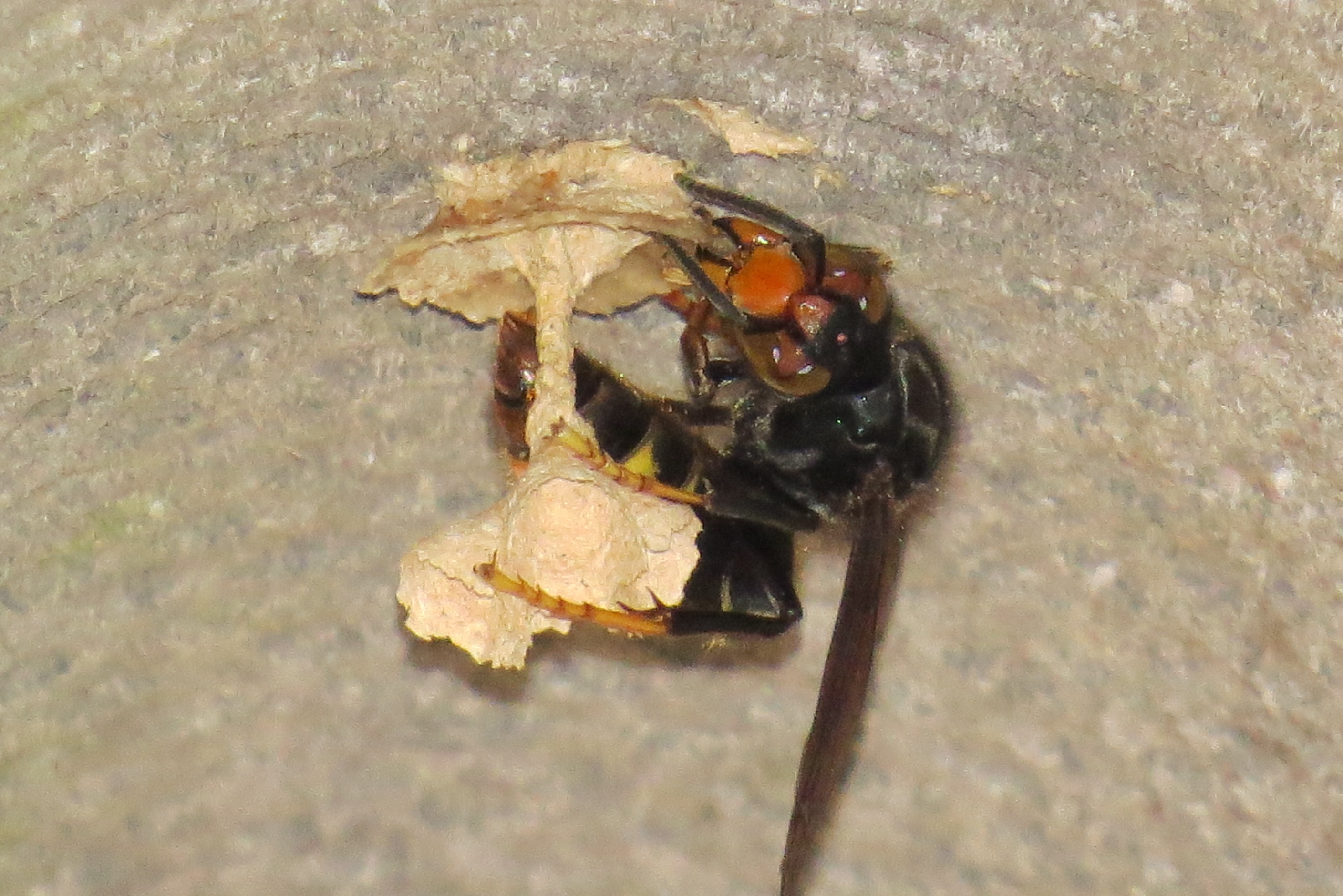 nid primaire frelon asiatique jour 3