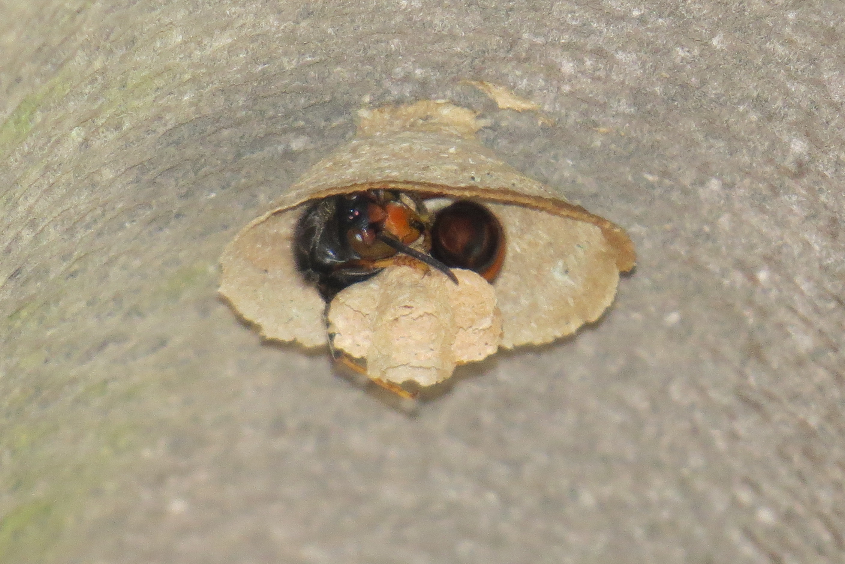 frelon asiatique nid primaire jour 4