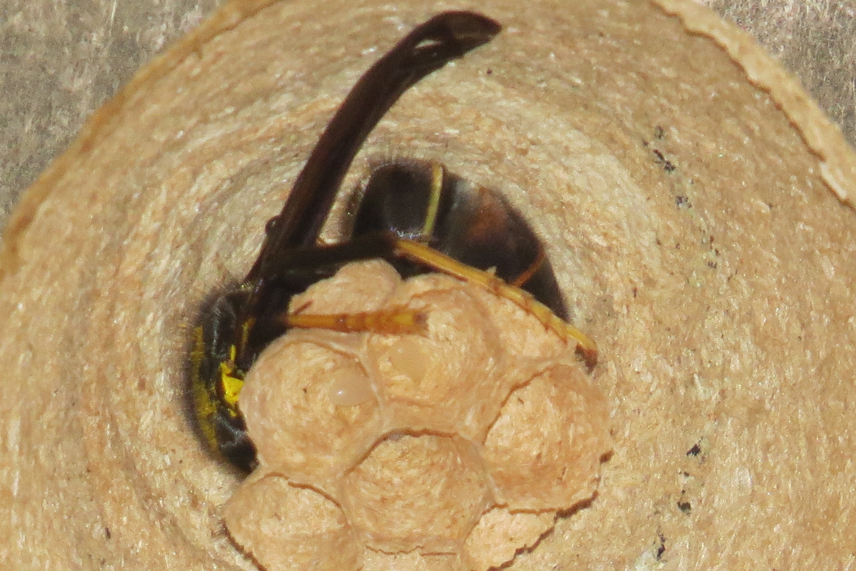 frelon asiatique nid primaire jour5 oeufs frelons