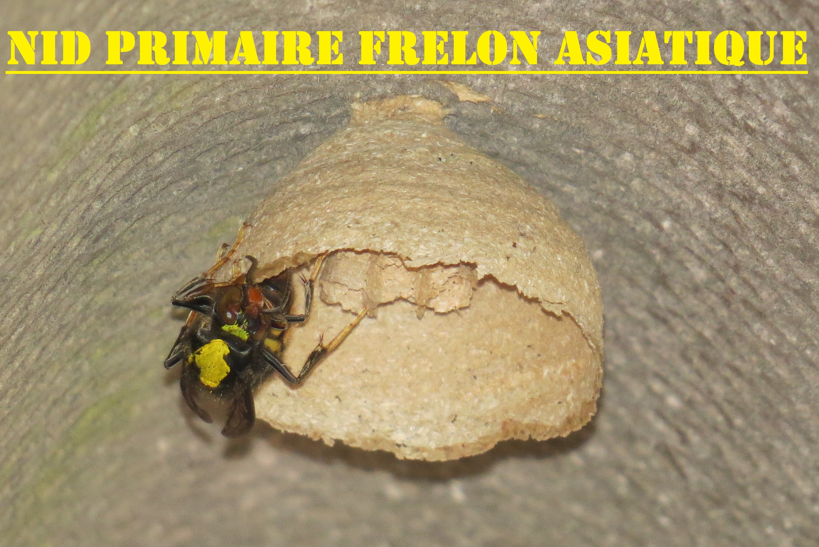 frelon asiatique nid primaire jour 5