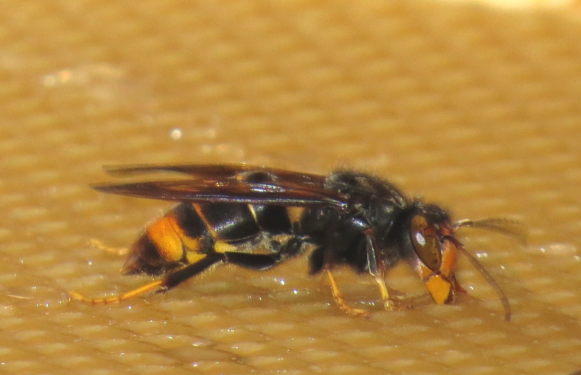 Vespa Velutina Great Britain