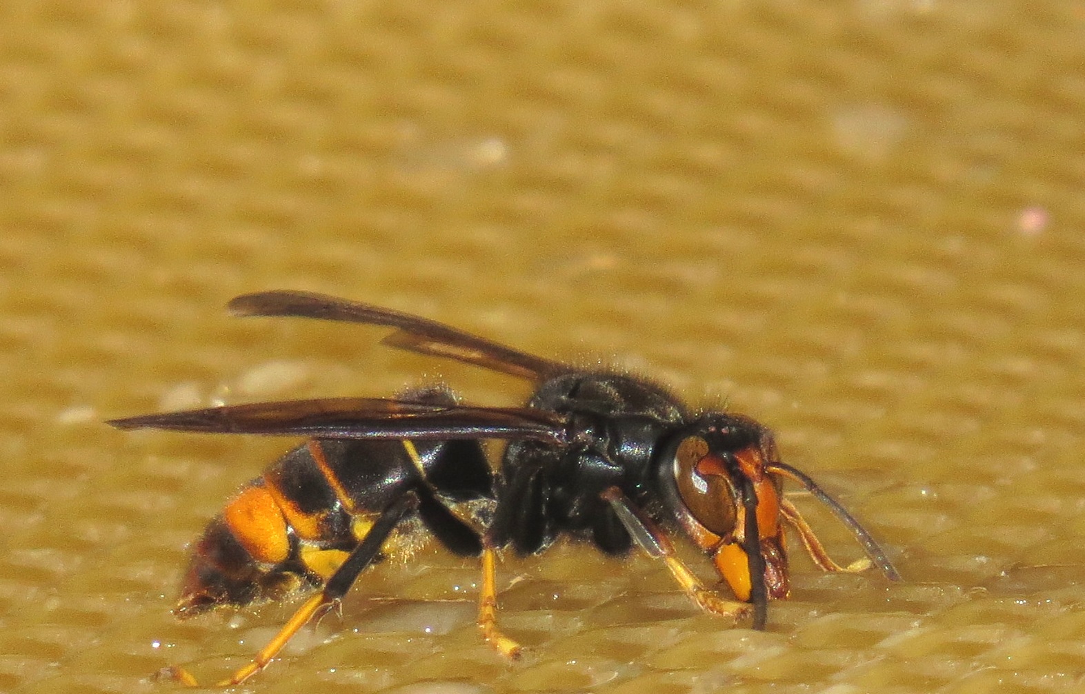 Asian hornet Great Britain