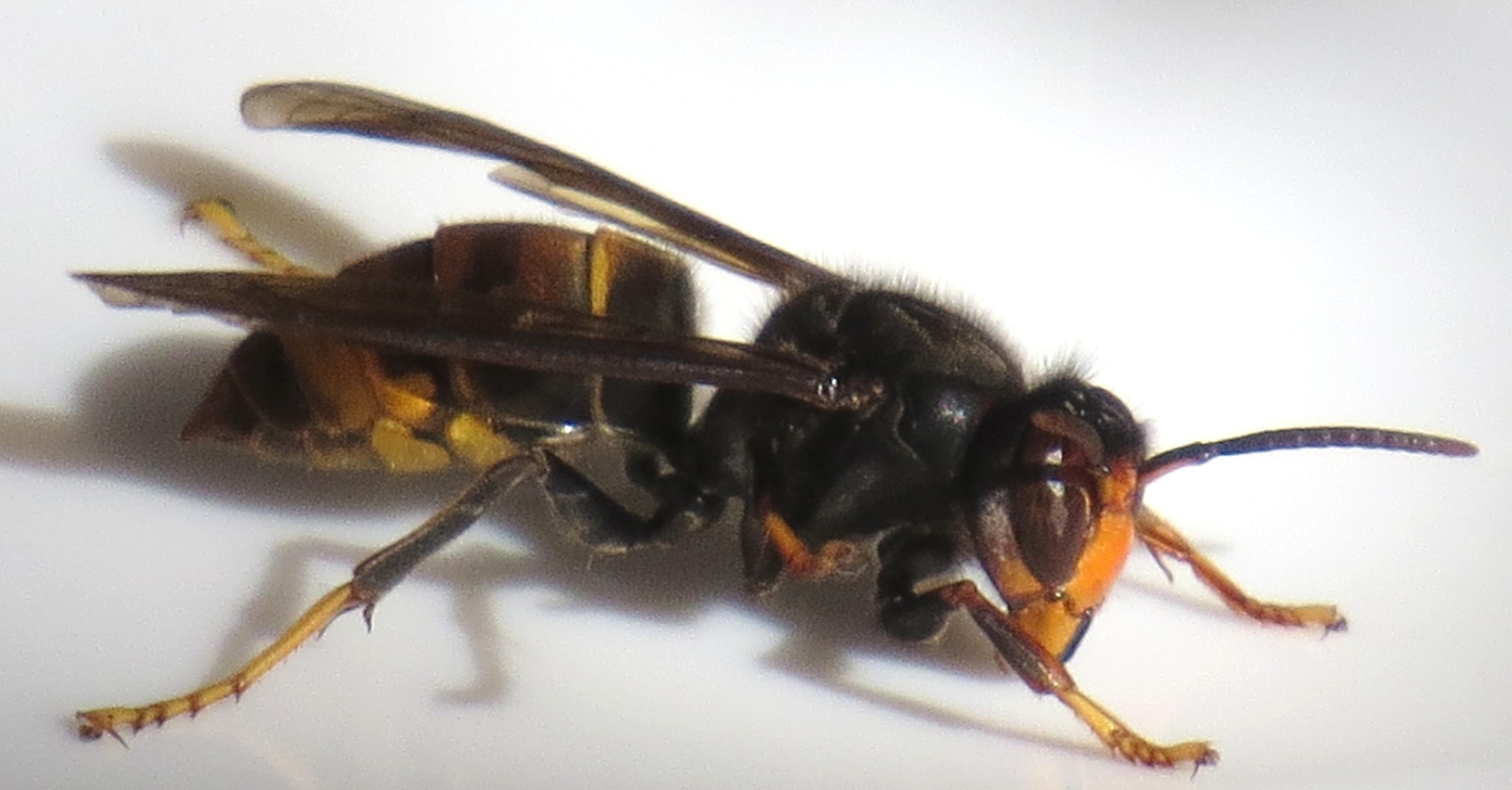 frelon bleu blanc rouge