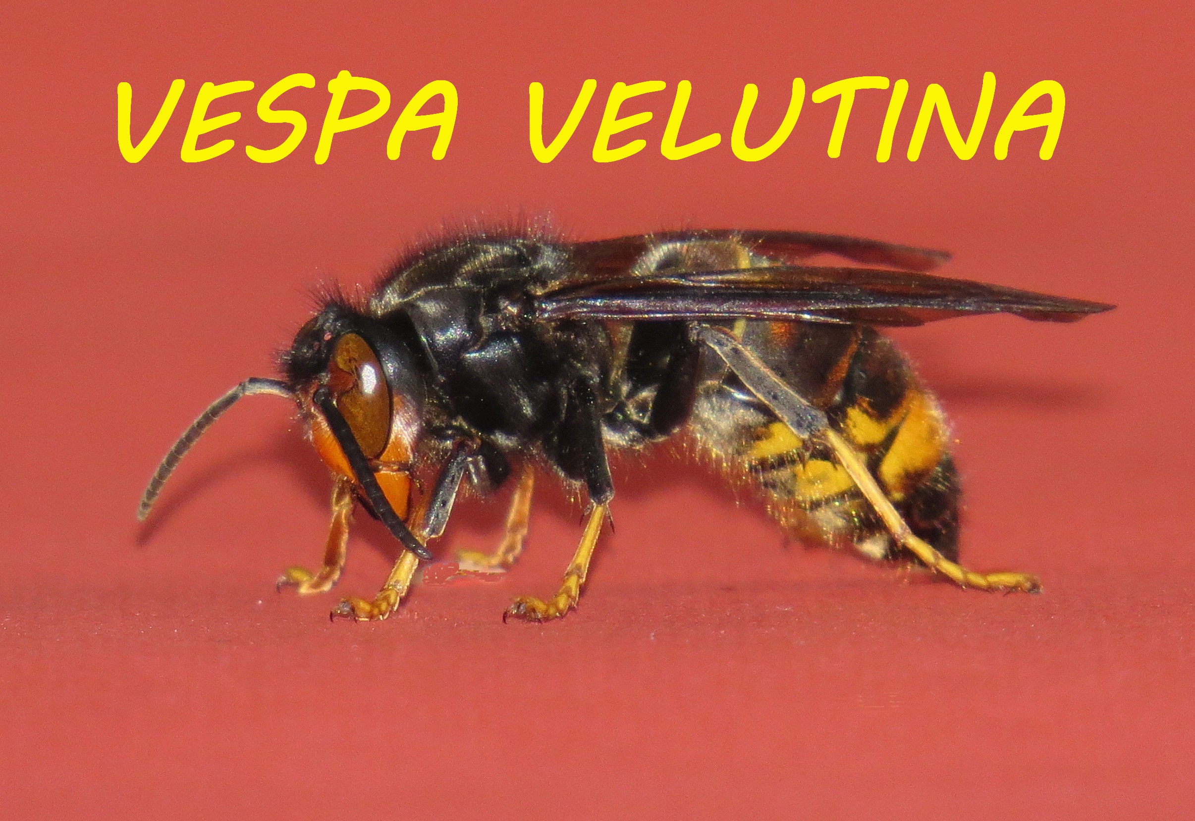 Frelon asiatique Lyon