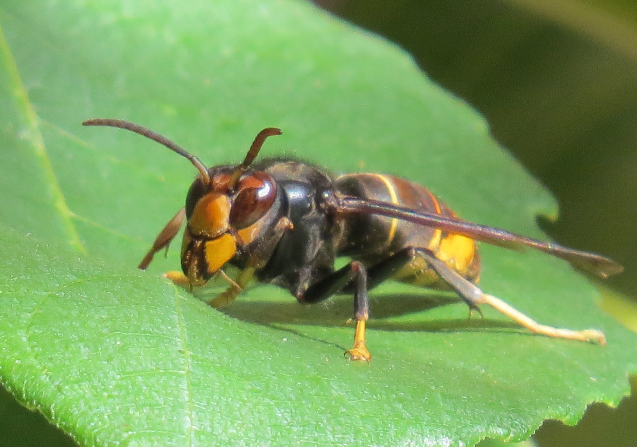Ruche bleu blanc frelon asiatique