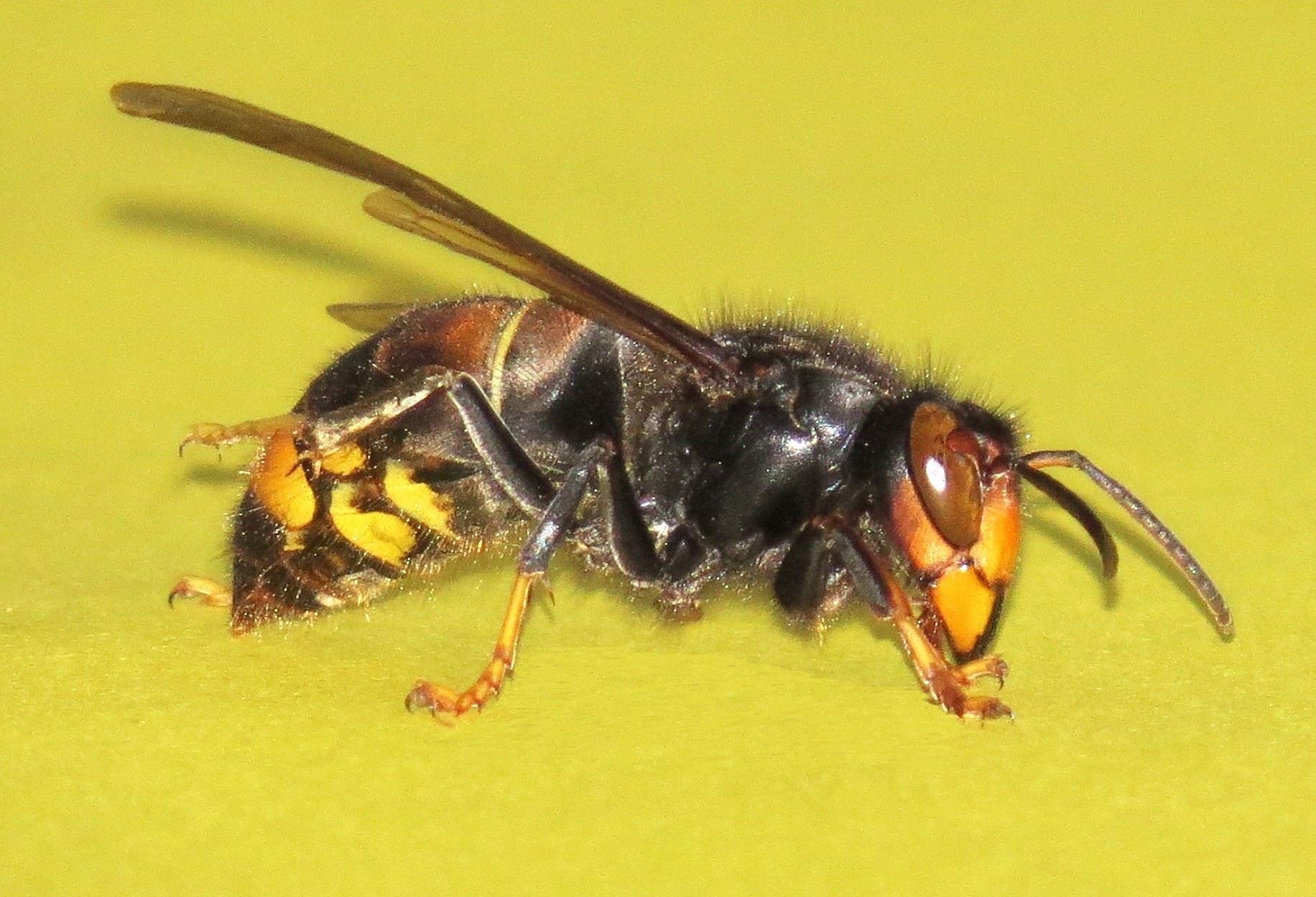 Frelon asiatique Marseille