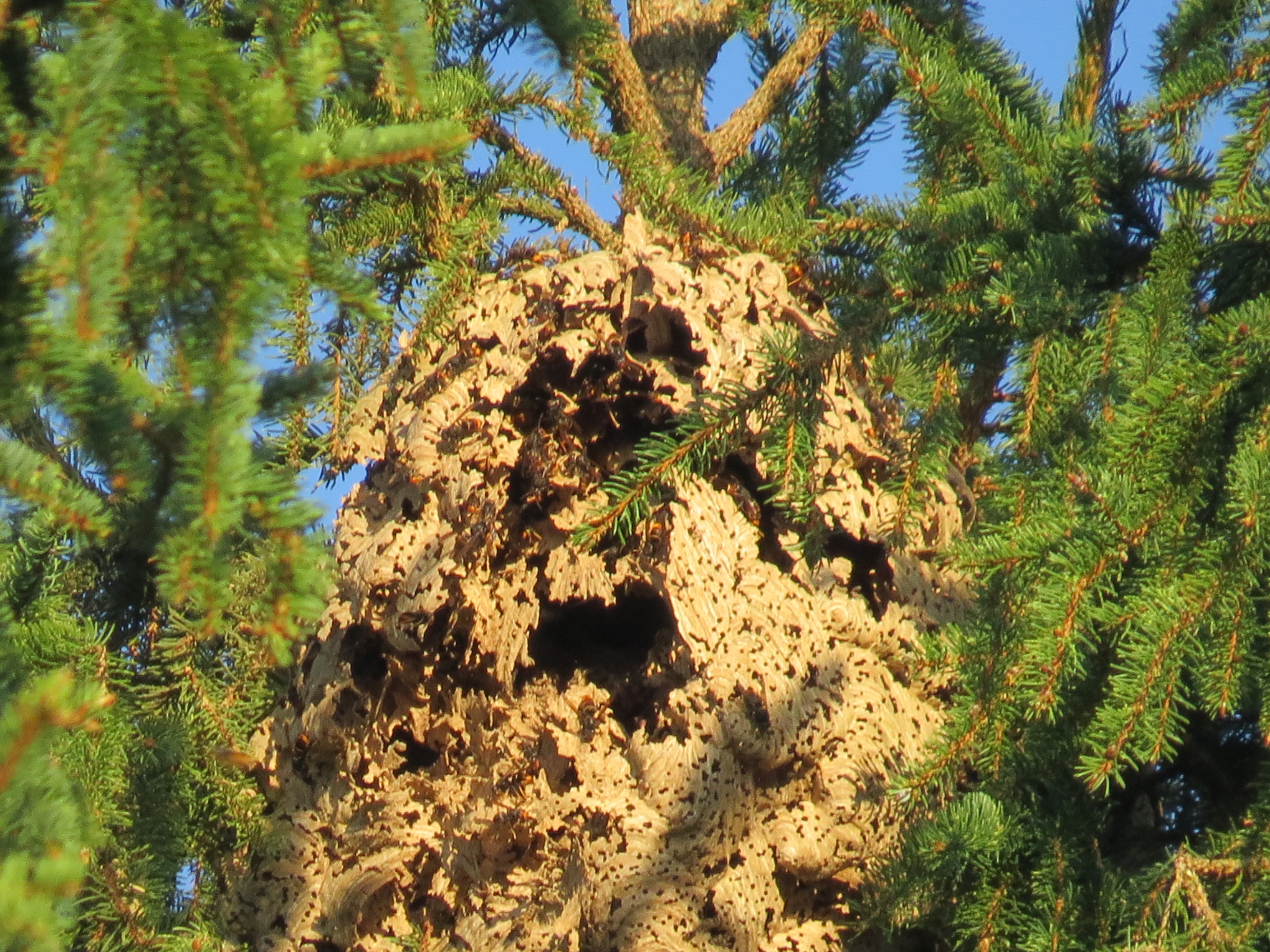 Nid frelons asiatiques chasseur fusil