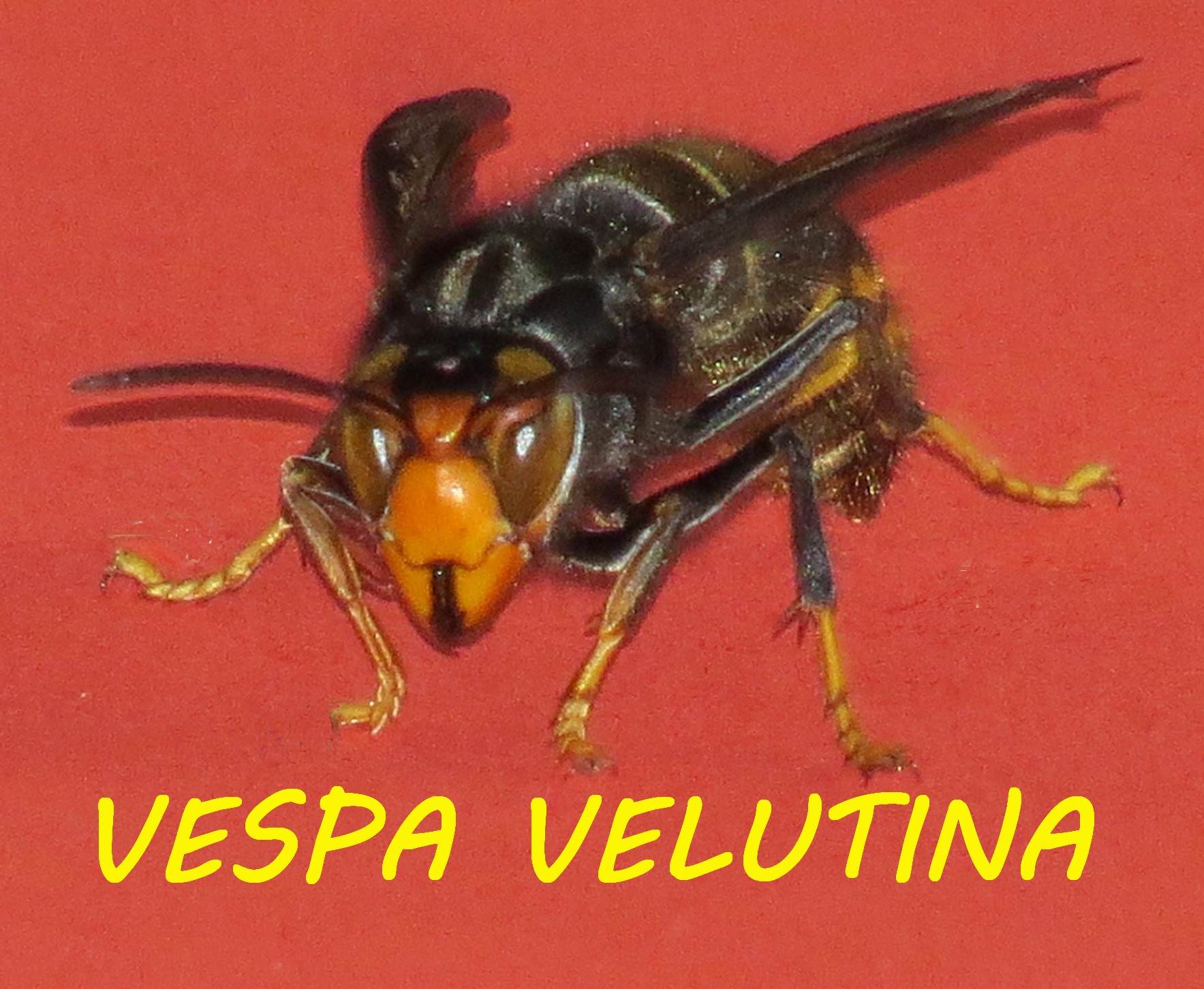 Frelon asiatique Paris