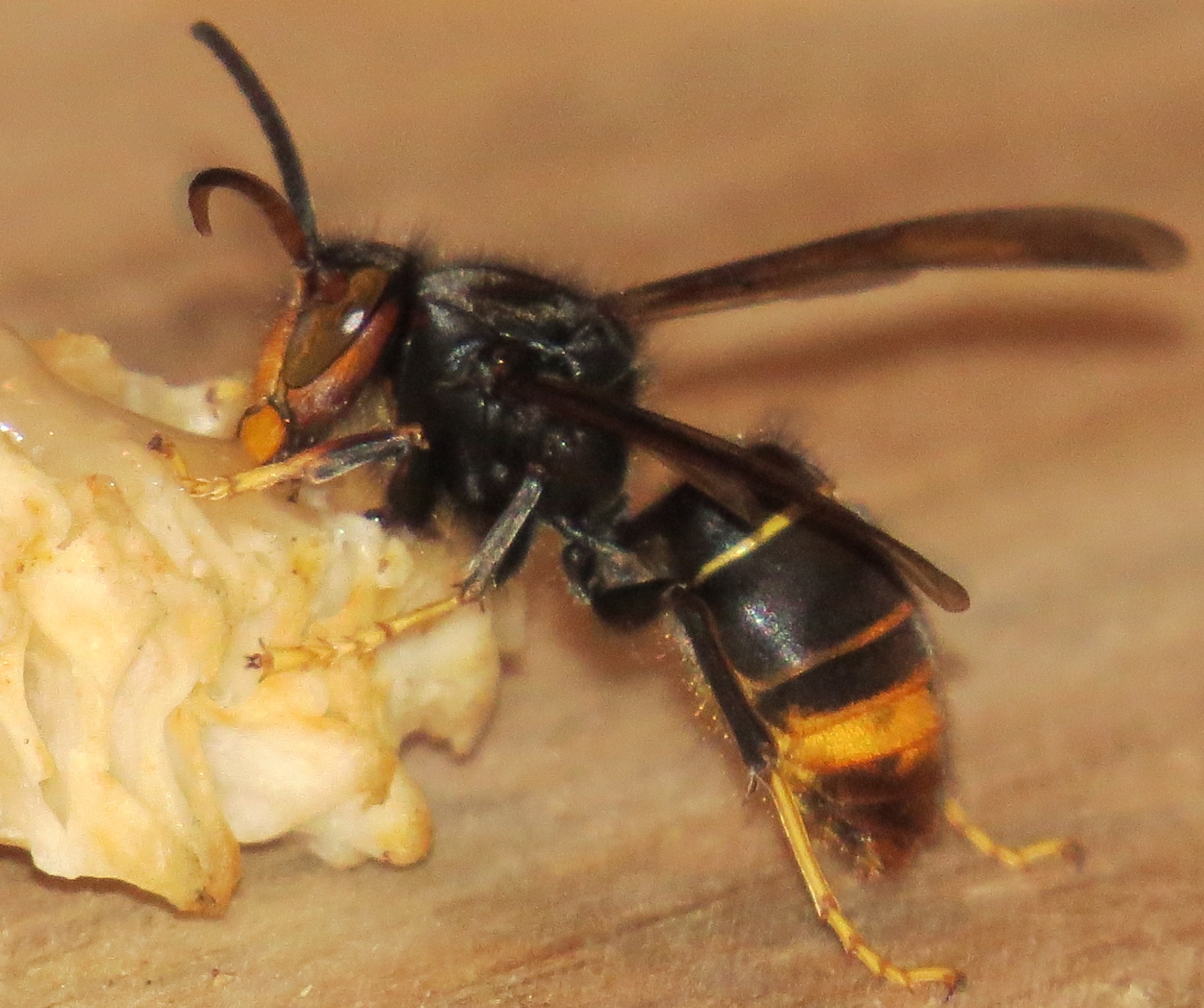 Asian hornet London