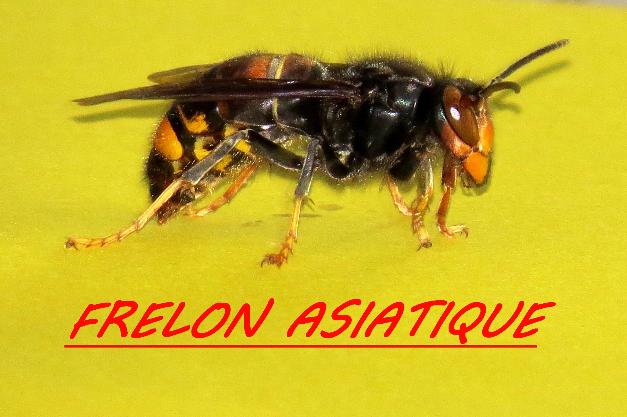 Paris Frelons asiatiques