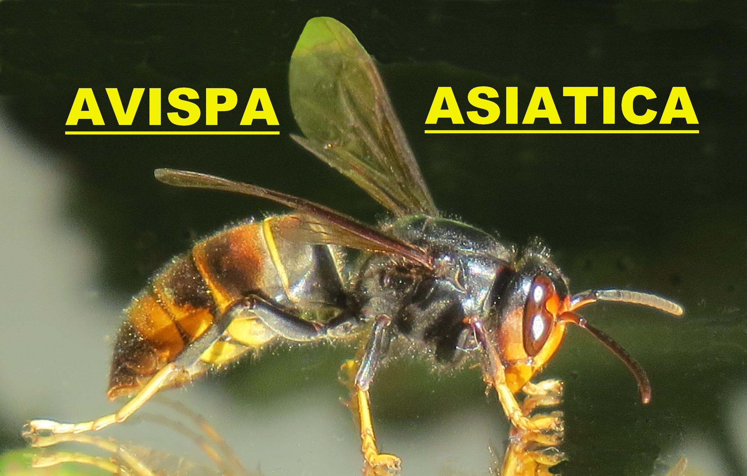 avispa asiatica Barcelone