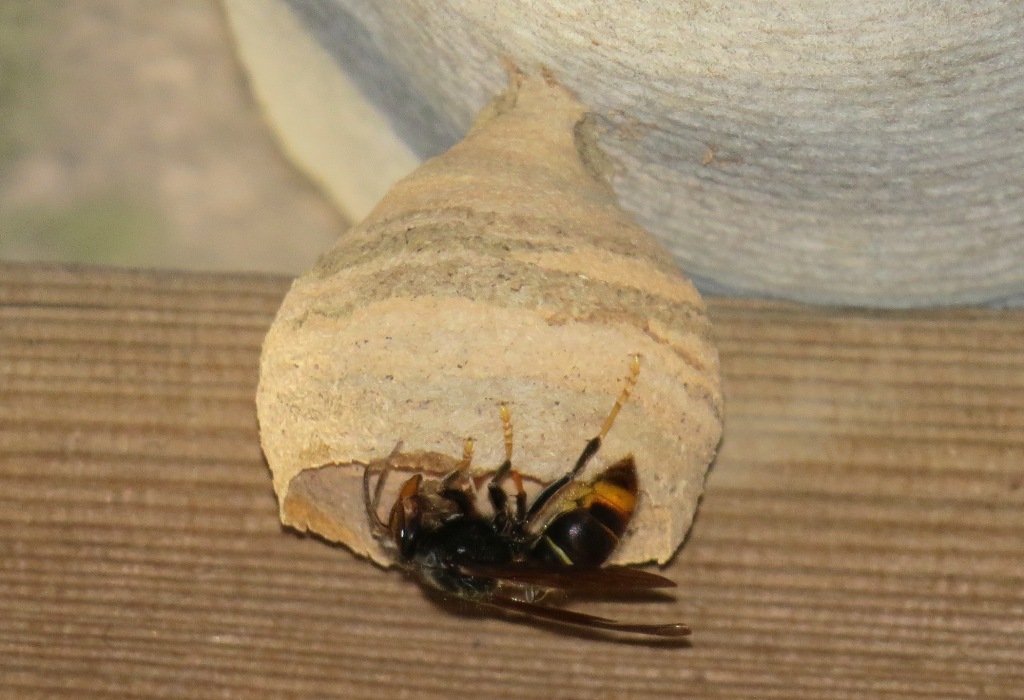 primary nest asian hornet