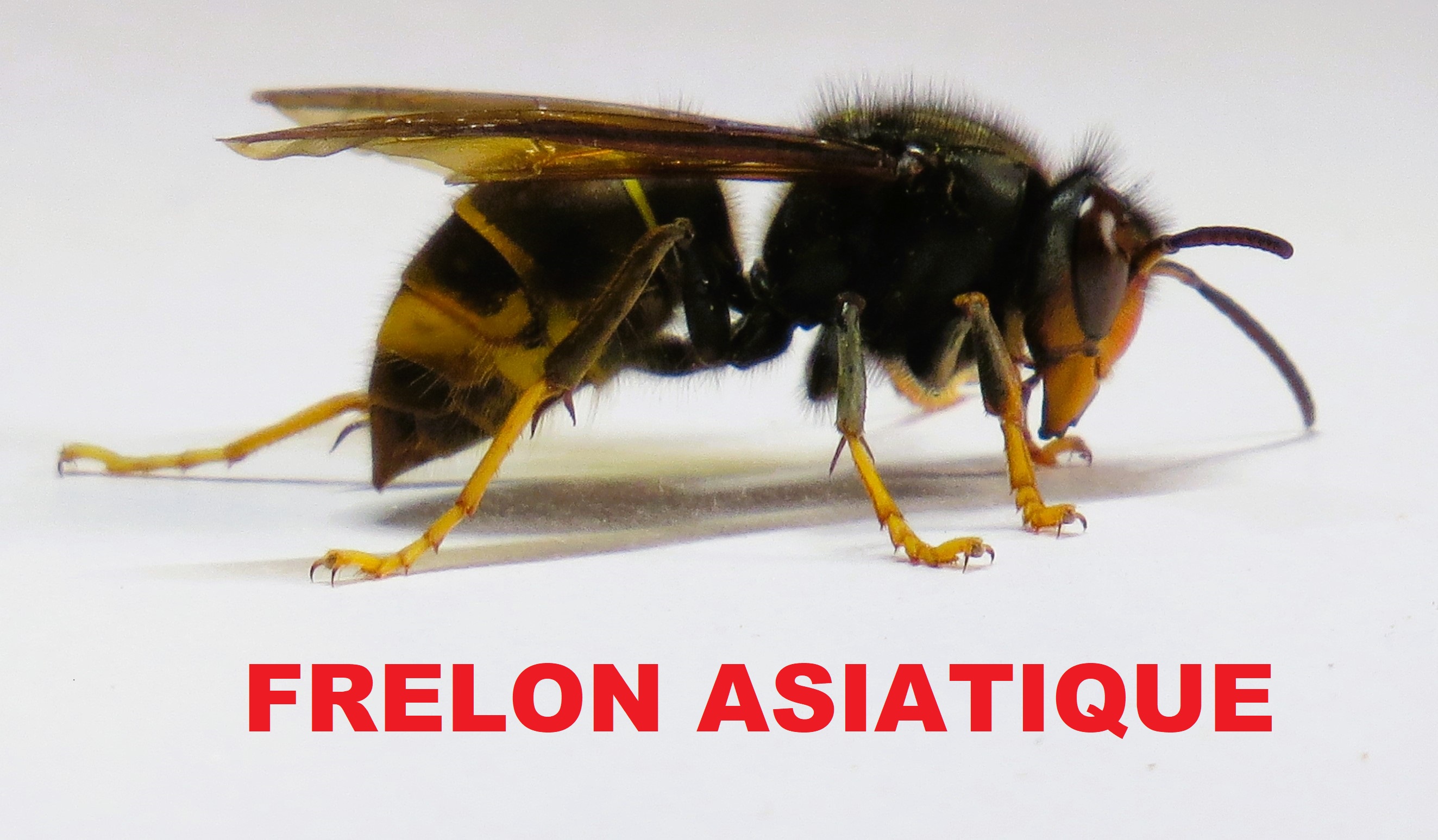 Frelon asiatique Bruxelles