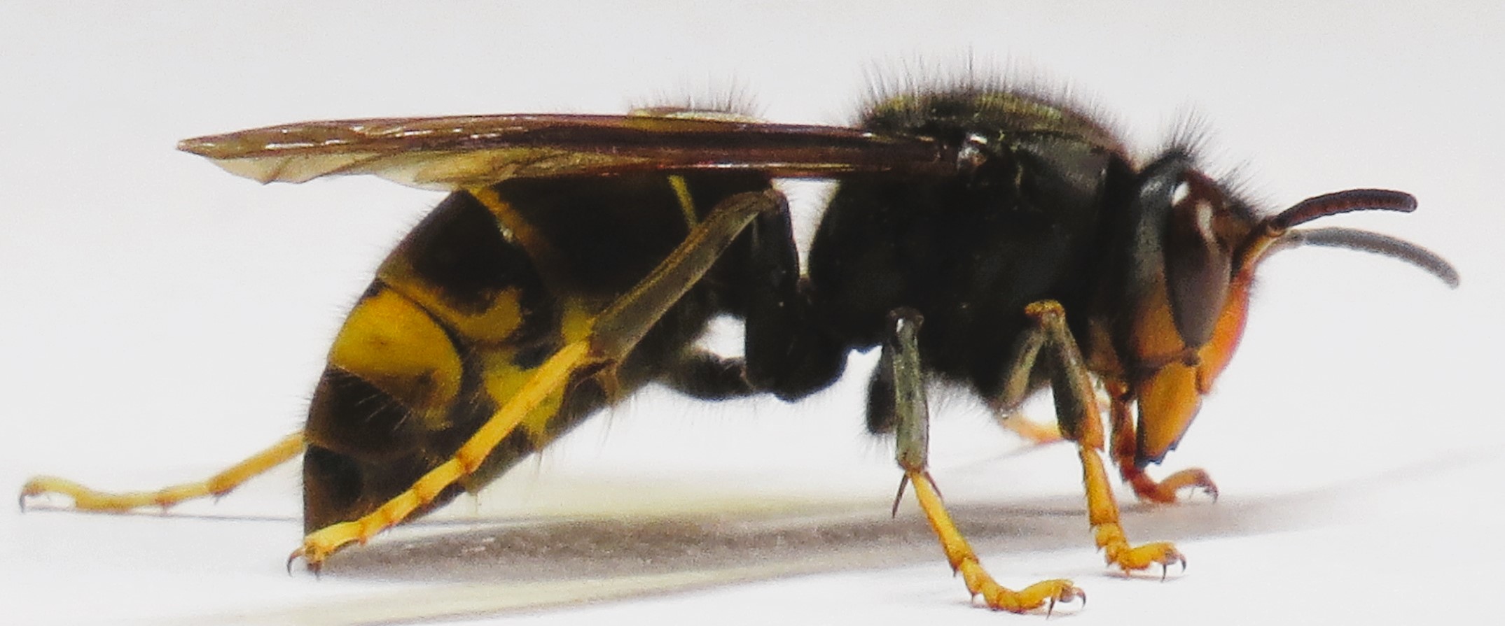 Frelon asiatique Ildut Maudez