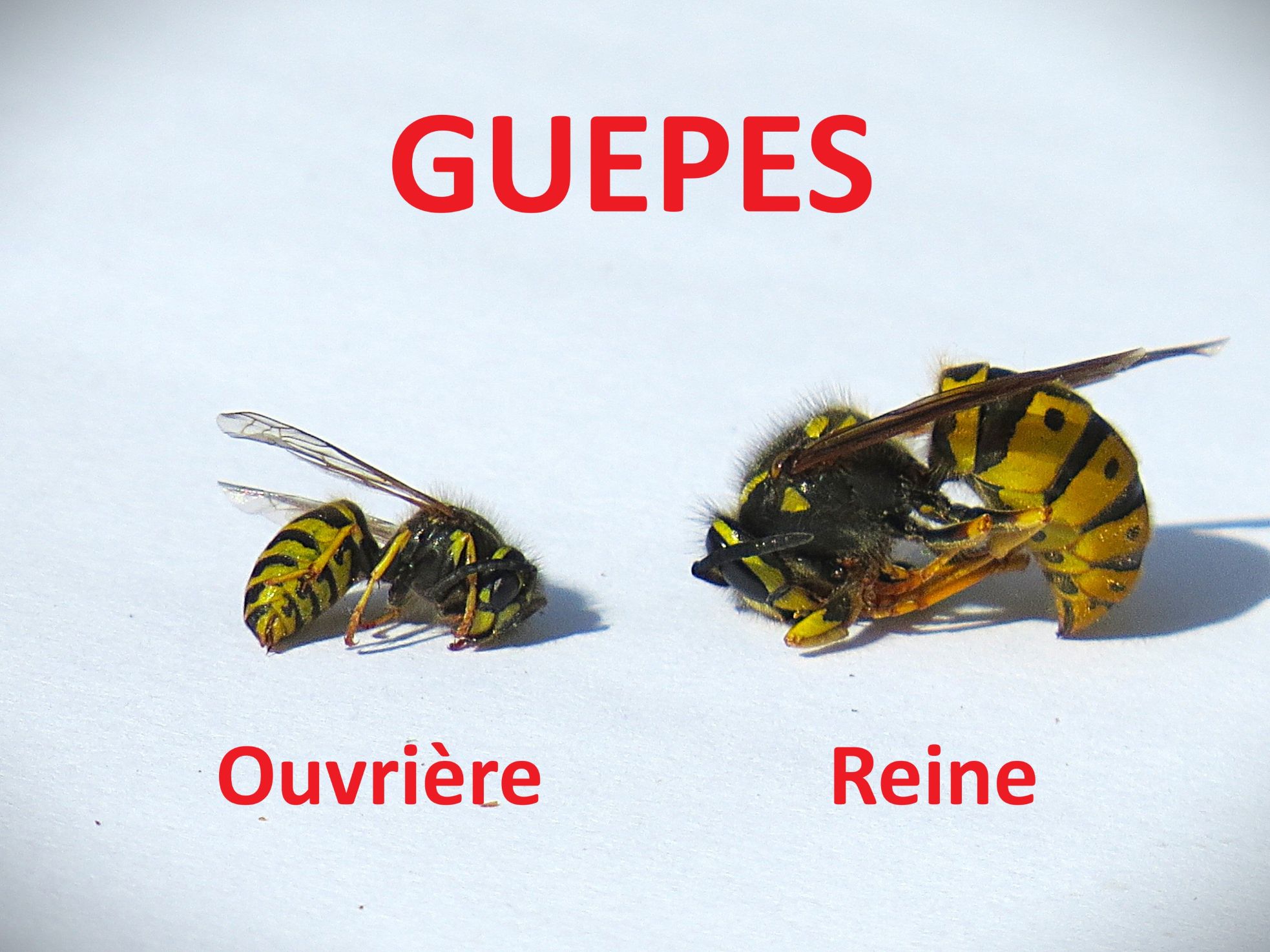 guepes sizun