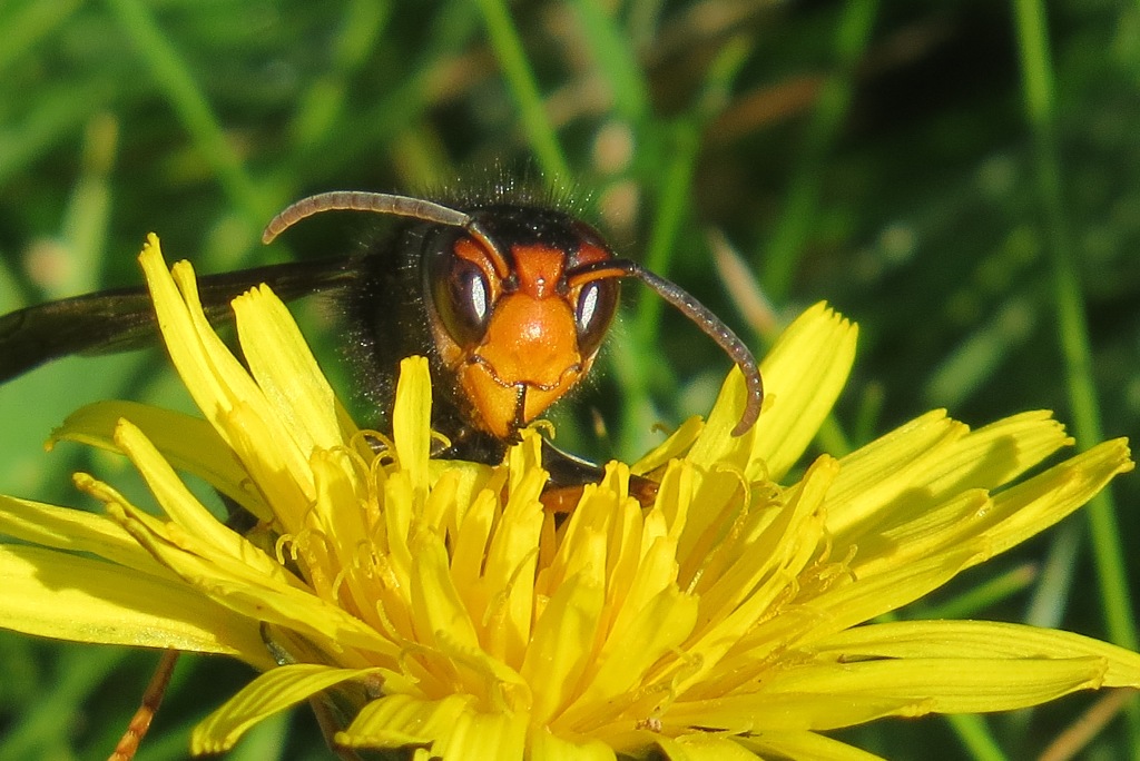 Vespa velutina nigrithorax frelon asiatique