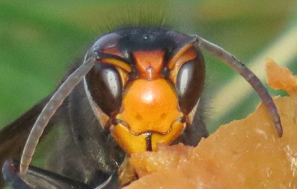 frelon asiatique femelle