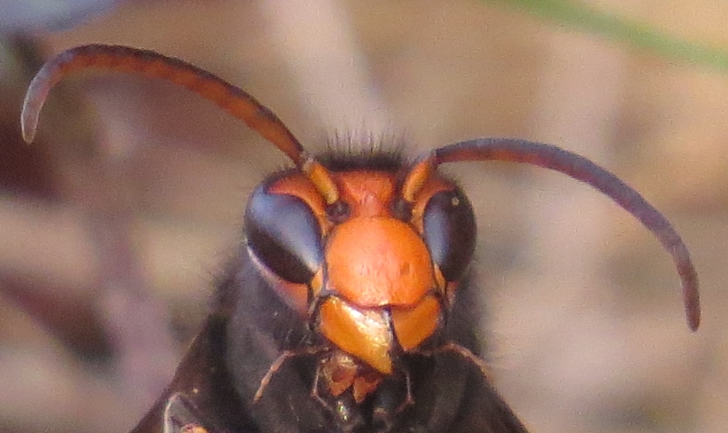 frelon male antennes
